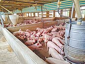 苗縣放寬牧場設置範圍　民代反彈