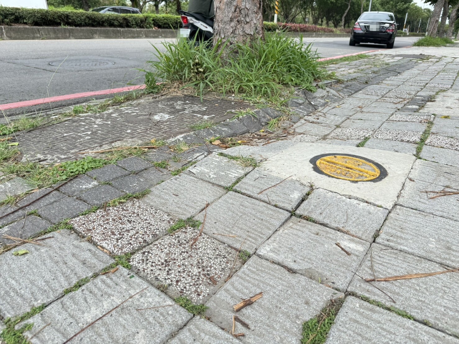 竹北市代彭竣志指出，興隆路三段人行道地磚多處坑洞，且樹根隆起造成路面落差。記者黃羿馨／攝影 