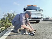 布袋觀光區浪浪愛追車咬人　嘉縣府「出1招」改善7成