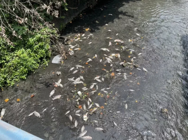 新豐鄉茄苳溪發生水汙染毒死大量魚蝦，魚屍至少綿延1、2公里。圖／新竹縣環保局提供