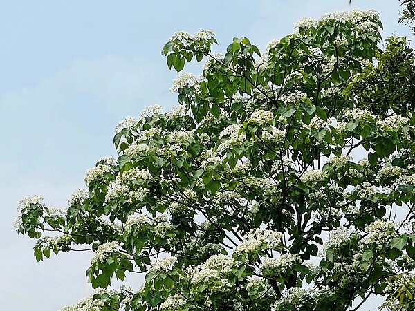 萬福生態公園油桐花