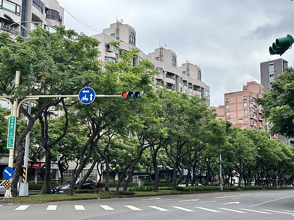 北市士林區忠誠路一整排欒樹綠意盎然。圖/市議員張斯綱提供