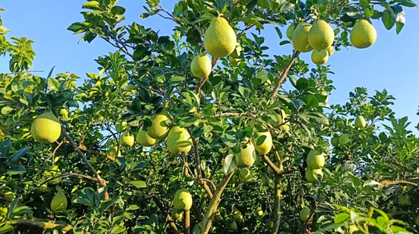 去年蘇拉颱風來襲,曾男為搶收文旦,使用砂輪機毀壞許女土地圍籬大門上鎖頭,與地主潘女都挨告,法官認曾及潘女避難行為並無過當,均獲判無罪。圖/聯合報資料照