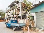 高雄芒果樹遭斷頭　挨批違修剪規範