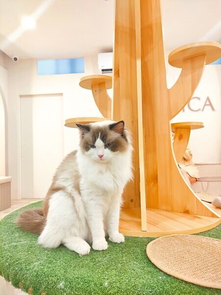 台中西屯知名網紅貓咖啡廳「BICA BICA 享貓」近日遭離職員工爆料疑似虐貓、不帶病貓就醫等,台中市動保處6日表示,5日前往稽查內部約50隻貓咪,初步查看無受傷貓隻,將請負責人說明調查。(潘虹恩攝)