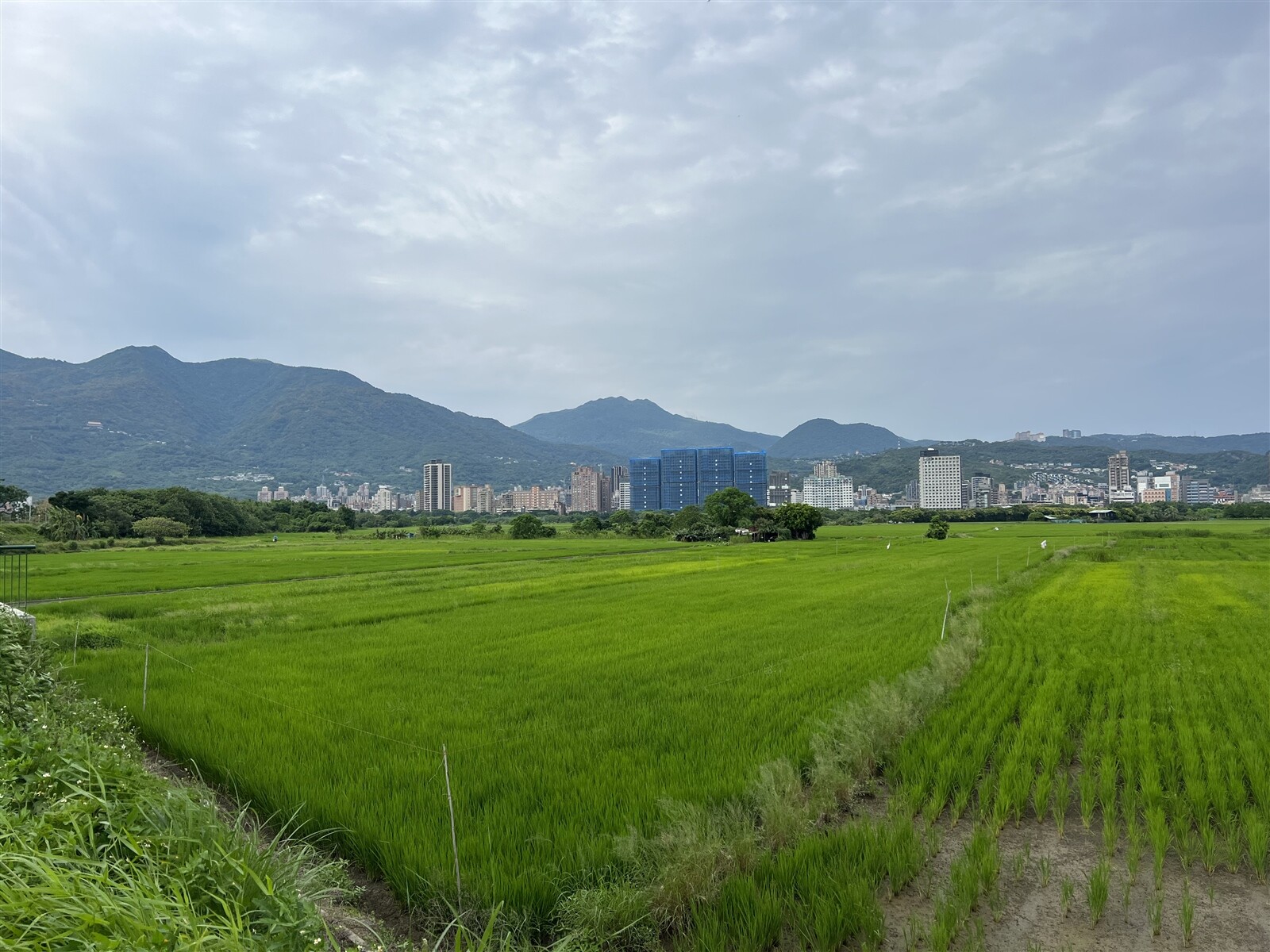 關渡平原如何開發備受關注，台北市長蔣萬安表示，目前關渡平原還是以運動公園為主要規畫。記者林佳彣／攝影 
