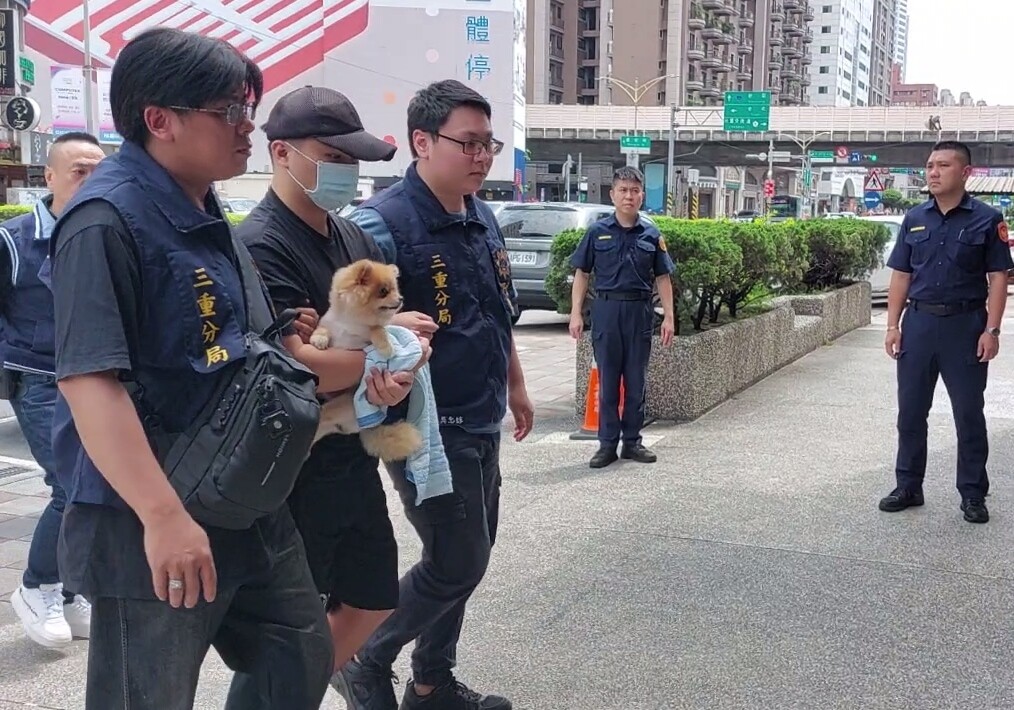 新北市三重區祖孫三代3屍命案，24歲張姓女婿犯案後帶著一條名叫「糯米」的博美狗逃匿至台中，昨天人和狗均被警方帶回三重警分局。記者林昭彰／攝影 