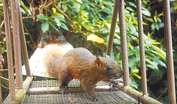 新北市農業局在土城桐花公園周邊設置生態廊道，「赤腹松鼠」利用天空廊道安全抵達對側樹林。（新北市農業局提供／王揚傑新北傳真）