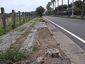 南市行道樹空樹穴4610個　竟有住戶嫌樹破壞風水「每天凌虐至死」