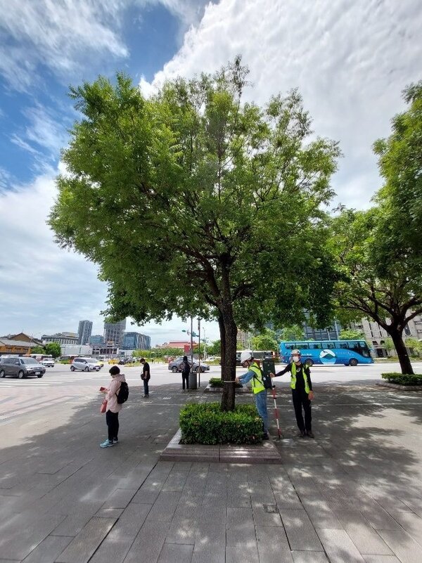台北市議會15日初審通過台北市行道樹管理維護自治條例，毀損行道樹罰則更明確。圖／北市工務局提供