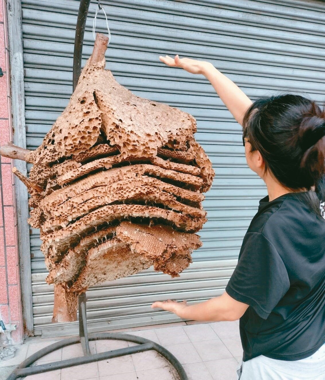 捕蜂捉蛇業務消防退場,台東縣府吸引業者投標,今年計價契約變更,蜂蛇每件計價最高8000元,最低3000元,就連死蛇處置最高也有4000元。記者尤聰光/攝影