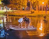 高雄5高校生　深夜大鬧中央公園生態池