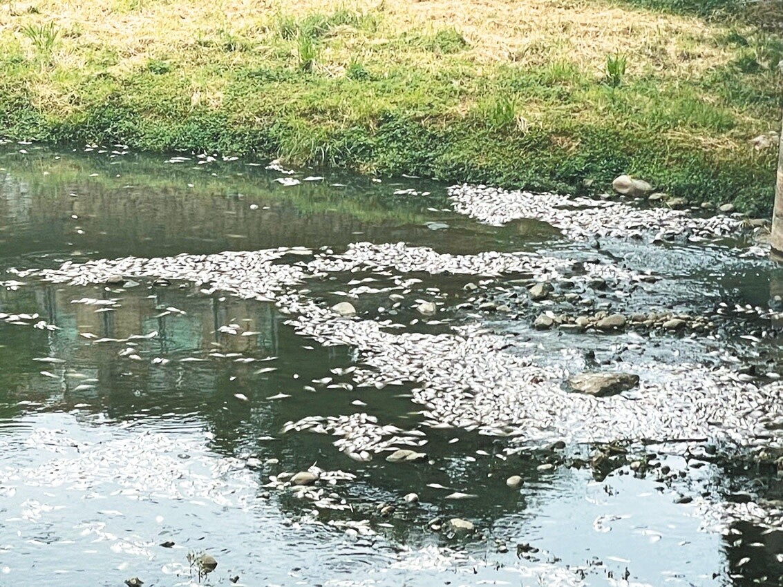 中壢老街溪河段魚群翻白肚，大量死魚沿著溪流而下，散發惡臭。記者曾增勳／攝影 