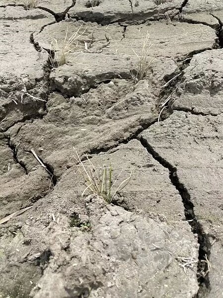 近期零星降雨，農灌用水不足，大甲、外埔地區稻田乾涸，灌溉溝渠見底，農民甚至為搶水源大小聲。圖／中市議員楊啟邦提供