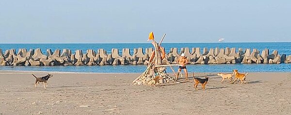 高雄市永安區興達海灘22日驚傳流浪狗攻擊晨泳的婦人,圖為之前民眾被流浪狗圍攻的情形。圖/民眾提供