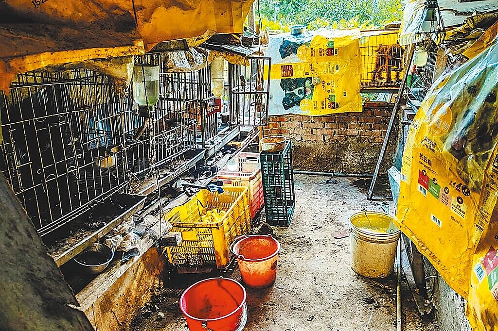 新竹縣動保所在新埔鎮廢棄房舍查緝非法繁殖場,林姓業者飼養繁殖犬隻的衛生環境不佳。圖/新竹縣政府提供