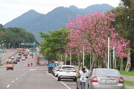 大度路三段往淡水方向美人樹吸引民眾駐足拍照。圖／台北市政府提供