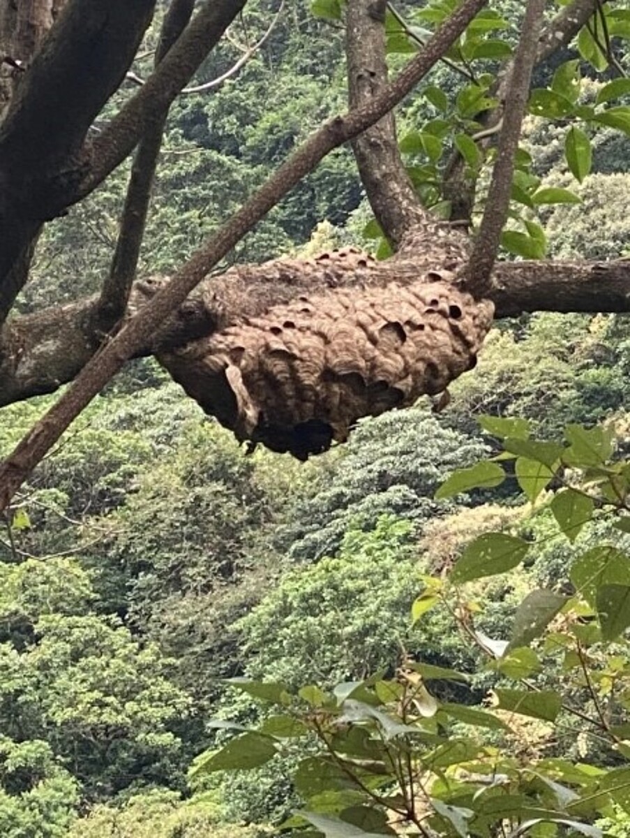 今年虎頭蜂大出，截至8月新北已摘9620顆虎頭蜂巢，大幅增加。 圖／新北市動保處提供
