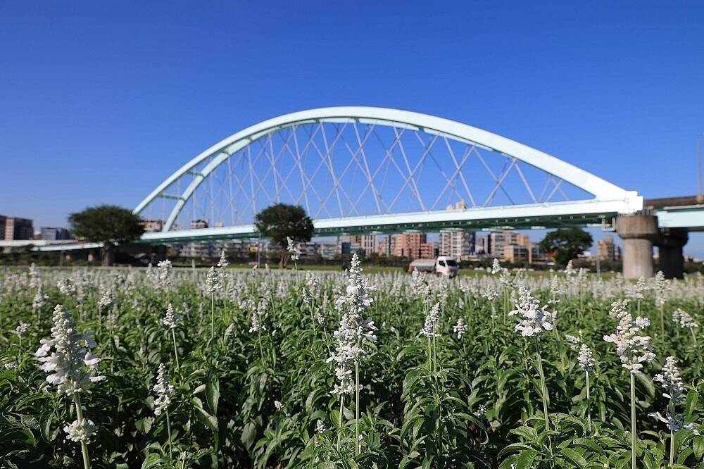 北市彩虹河濱公園出現夢幻花海。圖／工務局提供＼