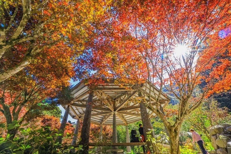 杉林溪森林生態渡假園區內紫葉槭、青楓等近期迅速轉紅,較往年提早2週,引爆紅色浪漫。圖/杉林溪園區提供