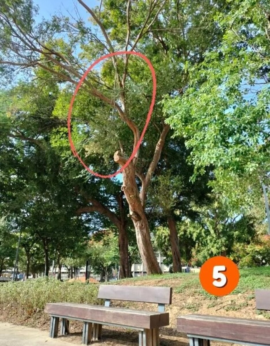 民進黨議員劉彥伶近日接獲民眾反映,指孔廟廣場與周遭公園缺乏管理,周遭樹上有斷枝未處理,萬一砸下來下方就是座位,易發生危險。圖/劉彥伶提供