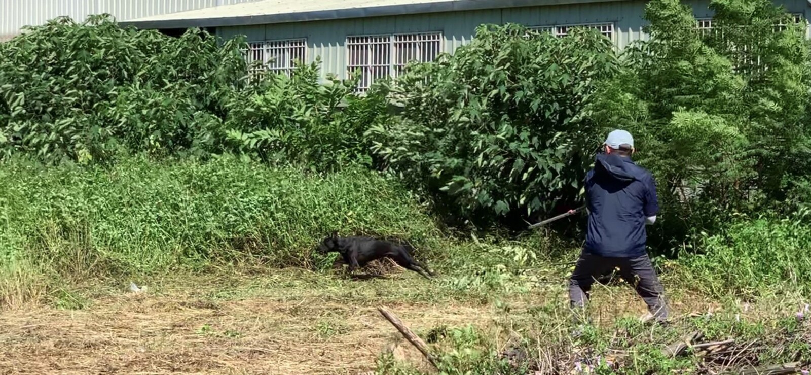 運用空拍機滯空機動的特性，鎖定特定犬隻的移動路線，有助於遊蕩犬精準捕捉。圖：動保處提供