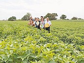 雲林減緩地層下陷　轉旱作成效佳