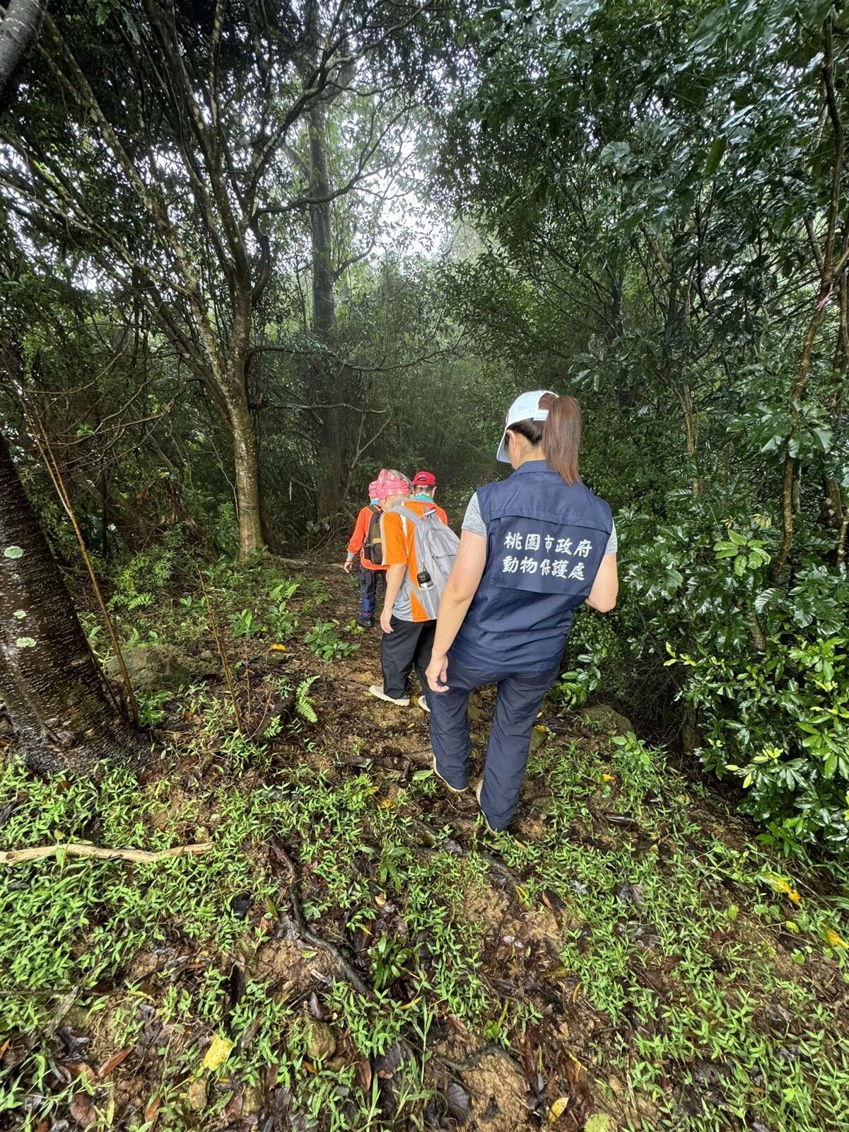 掃蕩清除獸鋏及山豬吊，打造動物友善城市。圖：動保處提供