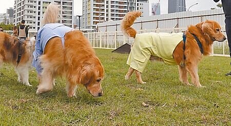 目前市面上僅剩四家產險銷售寵物險,且各家優勢不同,飼主可針對寵物狀況評估。圖∕本報資料照片