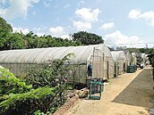 經營新北最大有機農場　「只是當副業」