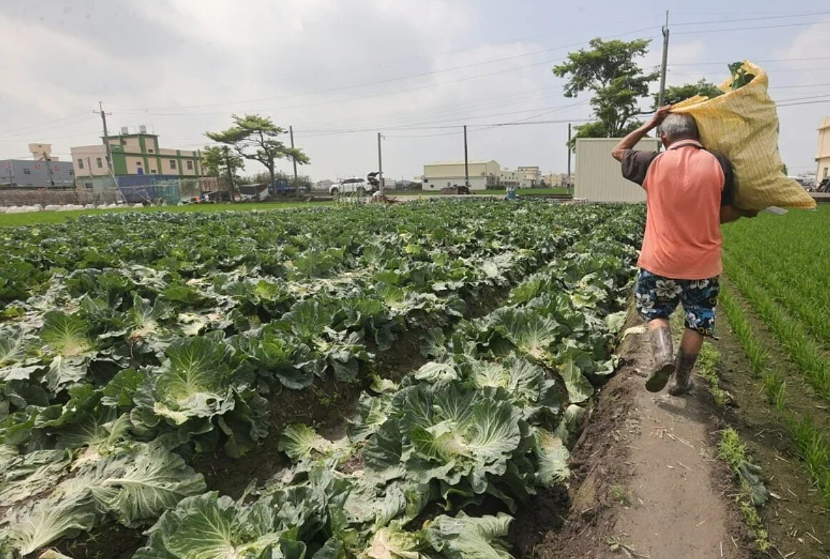 台北市農產運銷公司統計,30日北市蔬菜到貨量1545噸,進貨量略少於29日,每公斤菜價48.2元,均價比颱風來襲前貴了5元,預期菜價仍將進一步上揚。圖/聯合報系資料照片