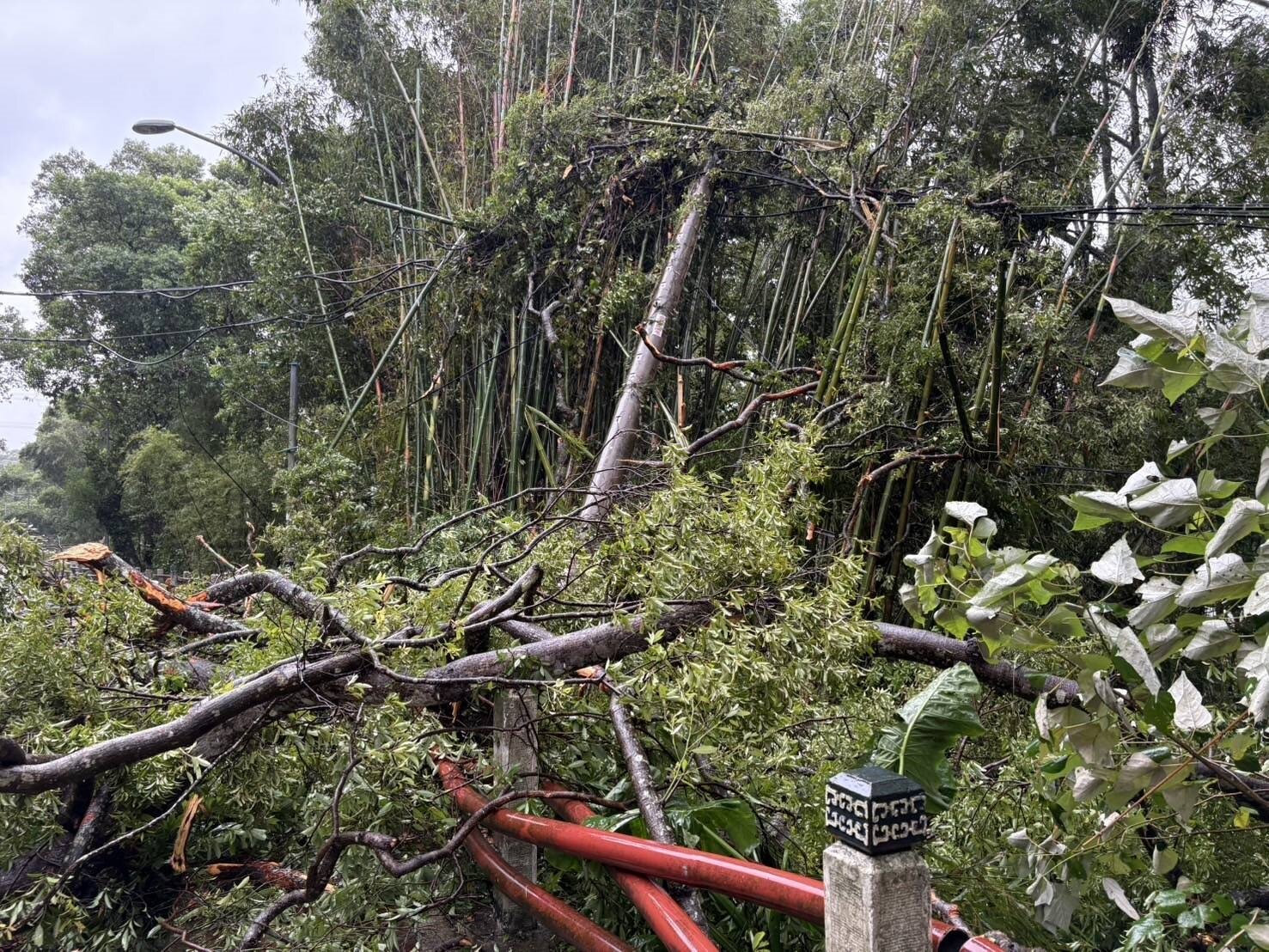 復興區風強雨驟,造成多處路樹倒塌壓到電線。圖:桃園區處提供
