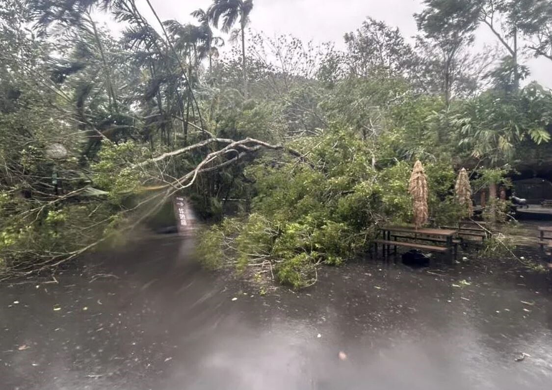 康芮颱風來襲，強勁風雨重創北市文山區位於木柵的台北市立動物園園區內有多處路樹傾倒及設施災損，為維護遊客安全，將休園1天進行園區環境整理，不對外開放。圖／北市動物園提供
