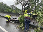 颱風康芮肆虐桃市　楊梅警搬運遭吹倒路樹、鐵皮