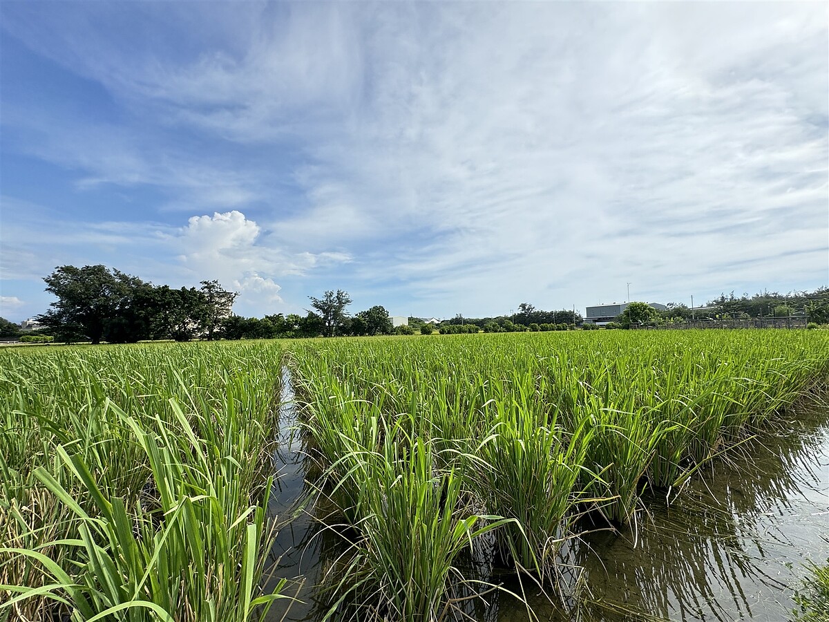 新竹市王姓老農今年8月出售一筆前溪段農地,但申報土地增值稅時忘記申請農地不課徵,接到120萬餘元的土地增值稅稅單。(圖僅示意)記者黃羿馨/攝影