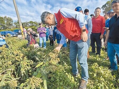 
因山陀兒、康芮颱風接續侵台，造成桃園市新屋區高粱、大豆等災損嚴重，農業部長陳駿季2日至新屋區勘查農損情形。（廖姮玥攝）
