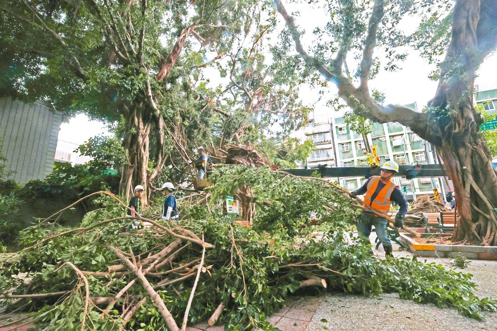 康芮颱風災後台北市樹倒等災情嚴重，環保局清潔隊員、市府外包廠商與國軍弟兄昨天加緊整理，要盡速恢復市容。記者胡經周／攝影 