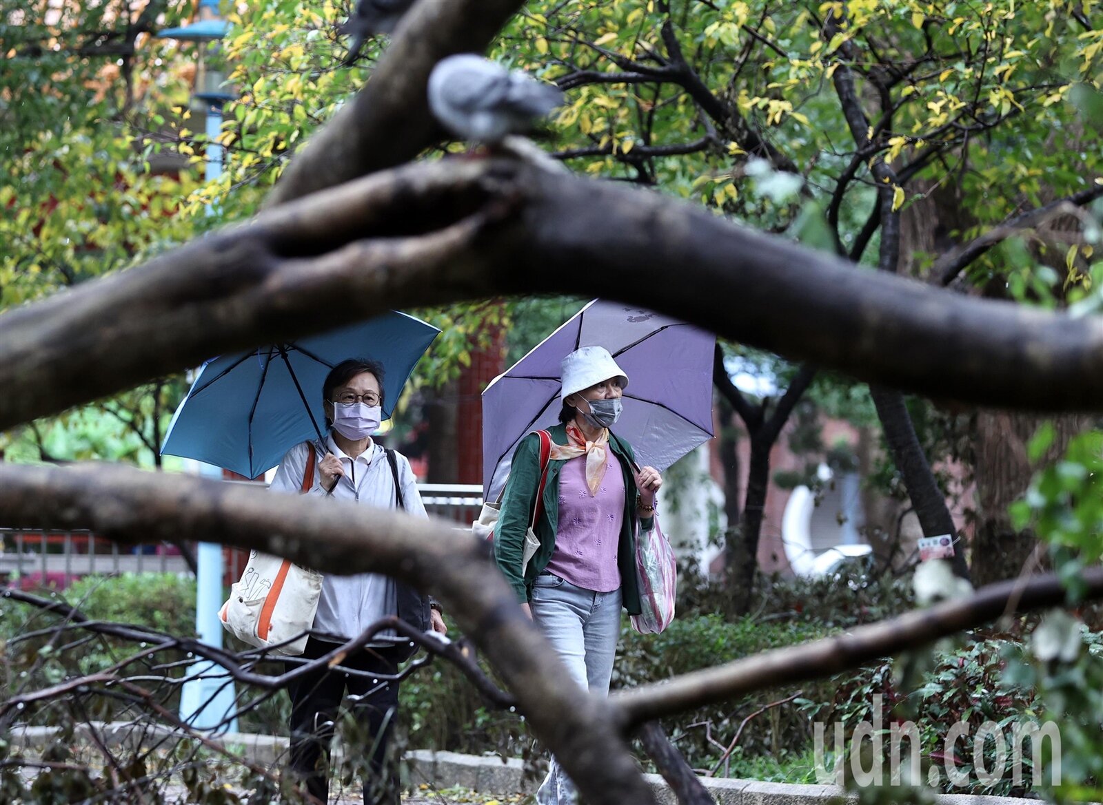 遭強颱康芮肆虐而傾倒的公園路樹尚未復原,昨日又生成今年第22號颱風銀杏,今日起東北季風增強,大台北陰雨綿綿,氣溫下降,濕涼天氣將持續至周四。記者侯永全/攝影