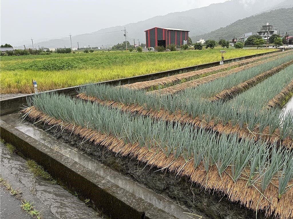 三星蔥飆790元 ,創歷史天價紀錄。(吳佩蓉攝)