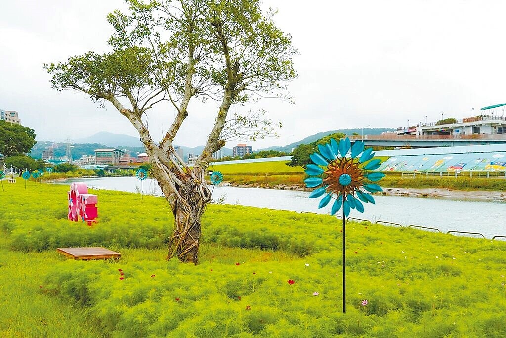 關渡花海以大波斯菊、黃波斯菊、百日草等花卉聞名。圖／台北市工務局提供