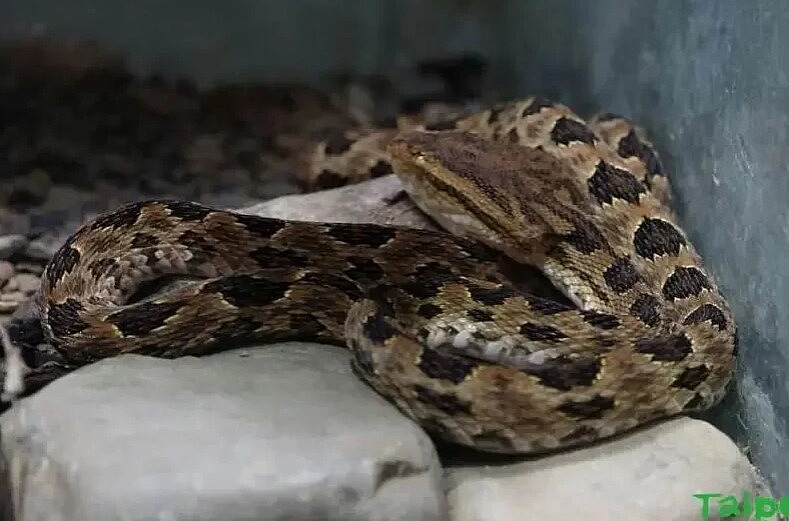 龜殼花。圖／台北市立動物園提供
