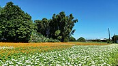 大溪水岸花卉農遊「花彩盛艷」11／16繽紛綻放　浪漫花田超好拍 