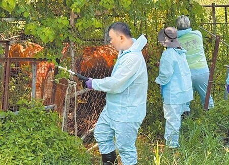 
金門縣今年8月底爆發牛結節疹案例，縣府動植物防疫所在案場周邊半徑3公里內養牛場全面消毒及補強注射牛隻疫苗。（本報資料照片）
