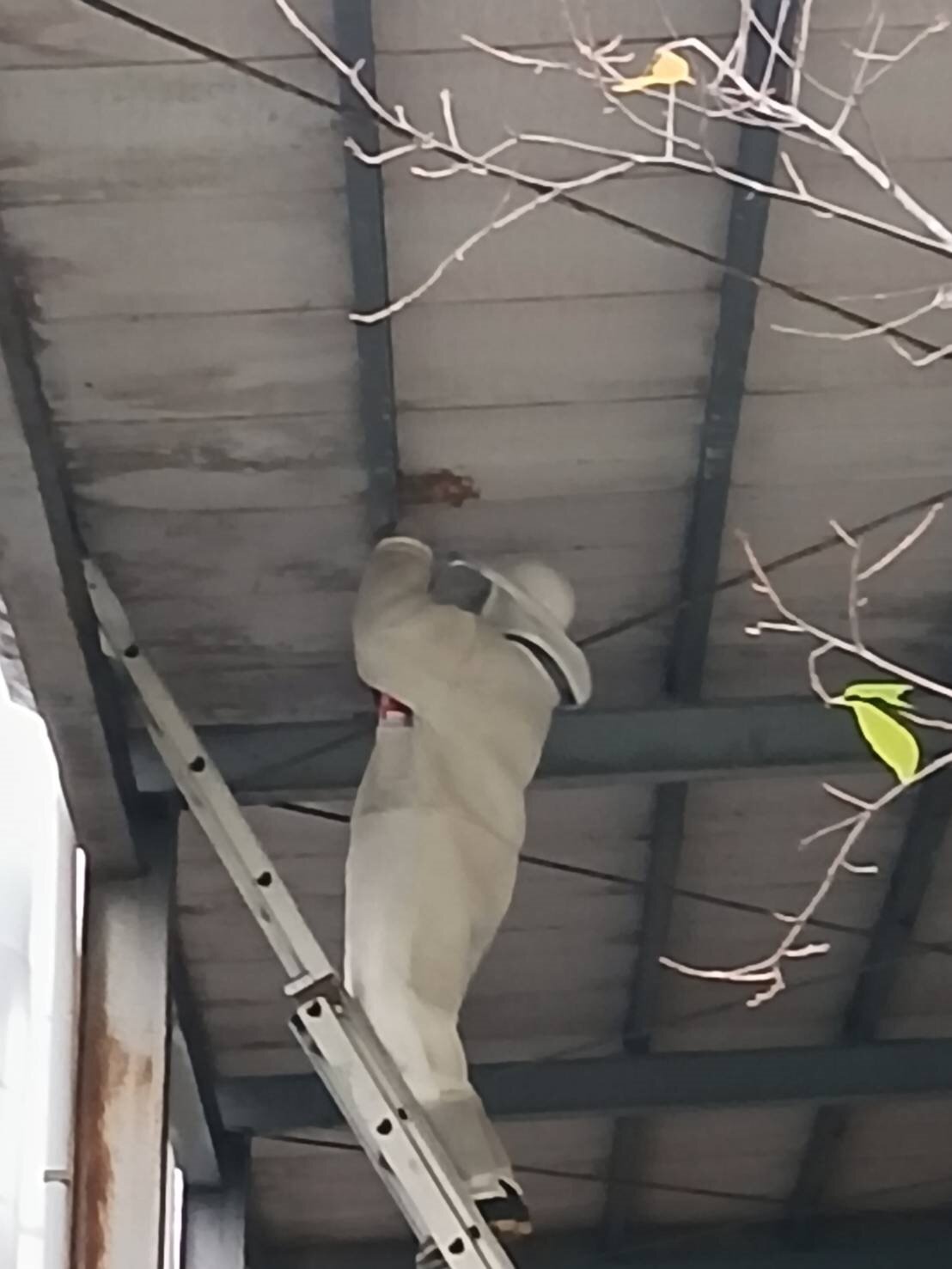 義消遭蜂螫身亡，桃園農業局檢討捕蜂捉蛇人員的安全保障措施，圖非當事人。圖：農業局提供