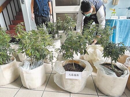 
台東縣刑警大隊查獲綠島大麻栽種場，警方依現場查扣證物及大麻植株生長狀況研判，已有製成品流入市面。（蕭嘉蕙攝）
