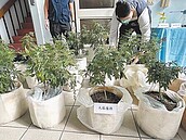 首起離島種毒　警破綠島大麻場