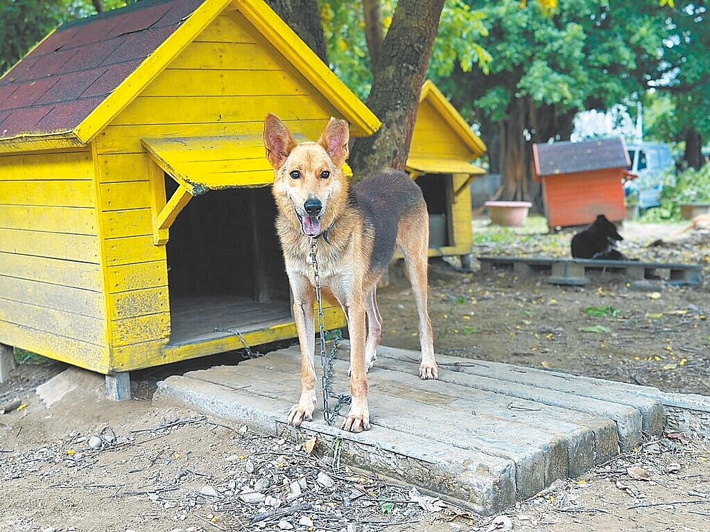 仁德區「毛孩森活村」18日將啟用，總共可收容200隻遊蕩犬。圖／動保處提供
