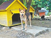 毛孩森活村　遊蕩犬暫置示範區