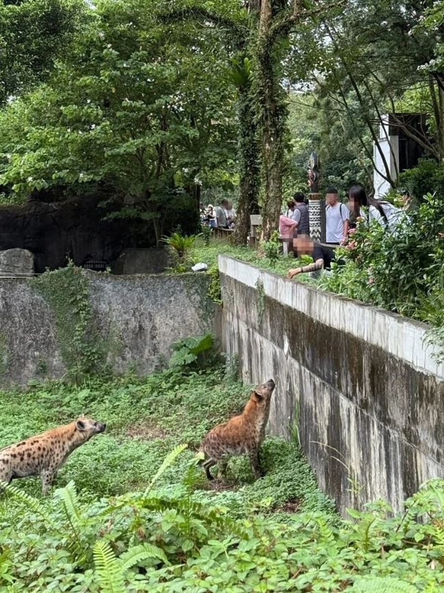 一名「包手男」不顧危險竟私自越過台北市立動物園動物展示區的欄杆，伸出手朝斑點鬣狗「挑釁」，所幸鬣狗沒有往上跳，男子才作罷，但網友紛紛抨擊行為不當，動物園也斥責該行為。圖／翻攝threads帳號「jojo06260626」貼文
