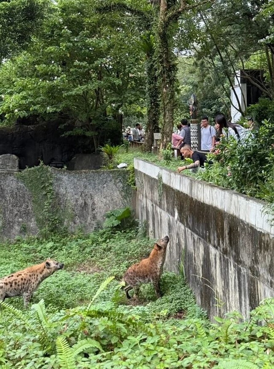 台北市立動物園出現一名遊客擅闖斑點鬣狗圍欄，引發輿論撻伐。圖／翻攝threads帳號「jojo06260626」貼文
